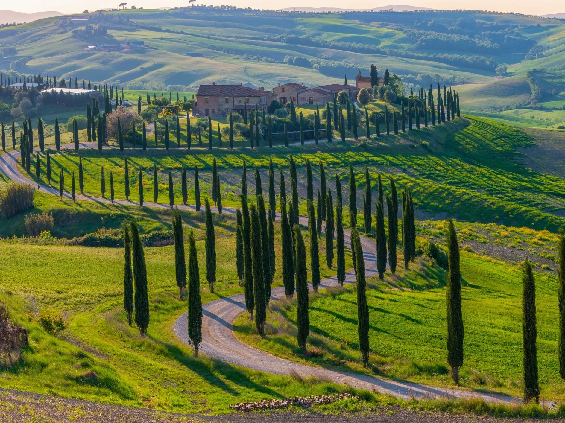 Tuscany rolling hills with cypress trees and vineyard