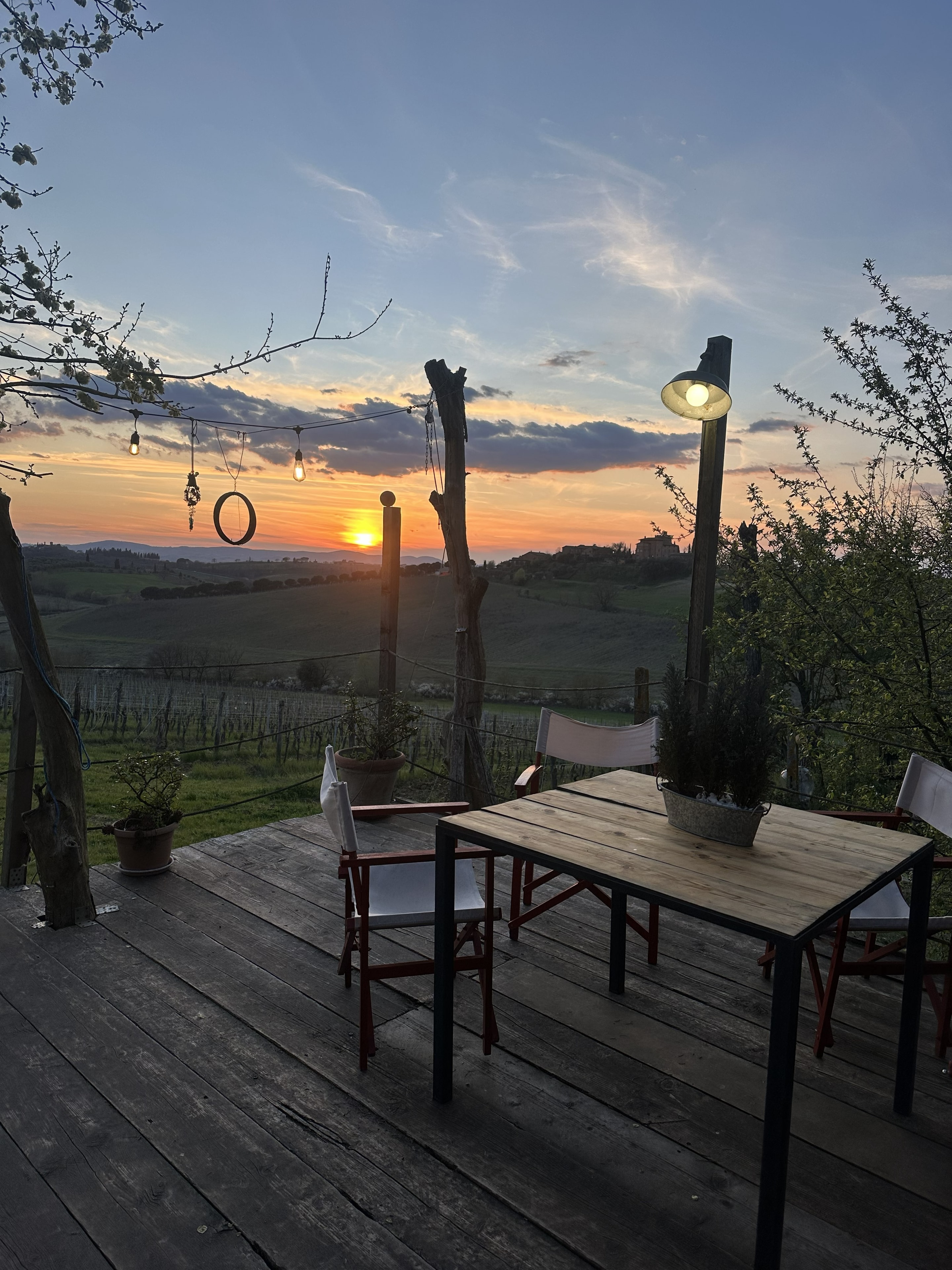 Olive grove and rolling hills at an Italian farm stay